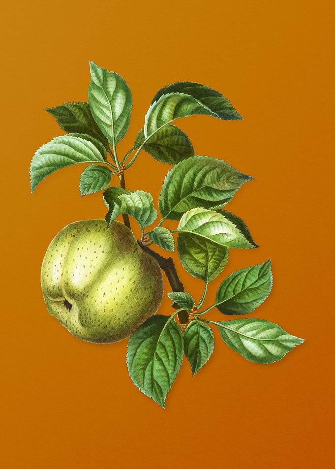 Vintage Apple Fruit