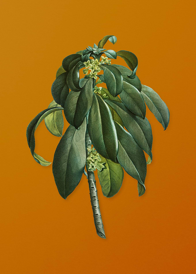 Spurge Laurel Weeds Flower