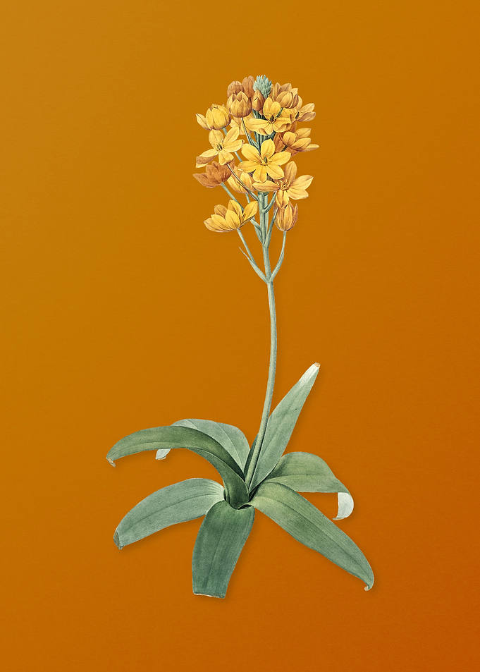 Vintage Sun Star Flower