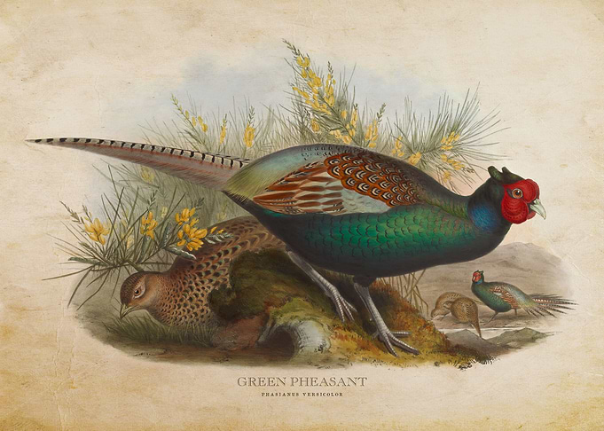 Green Pheasant