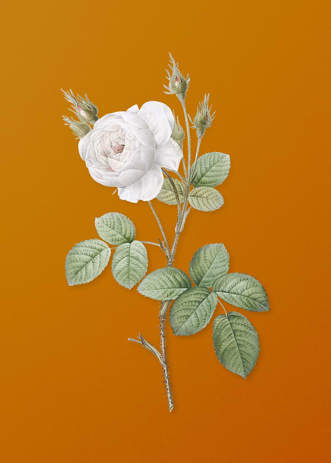 Vintage White Misty Rose