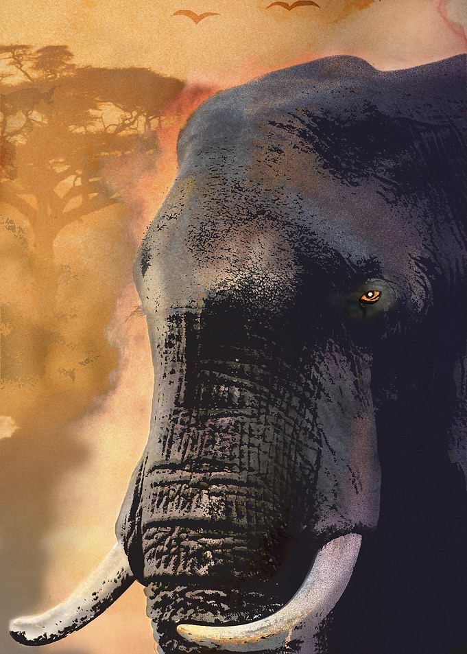 Elephant