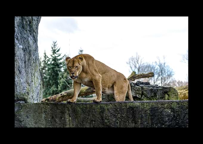 Lion