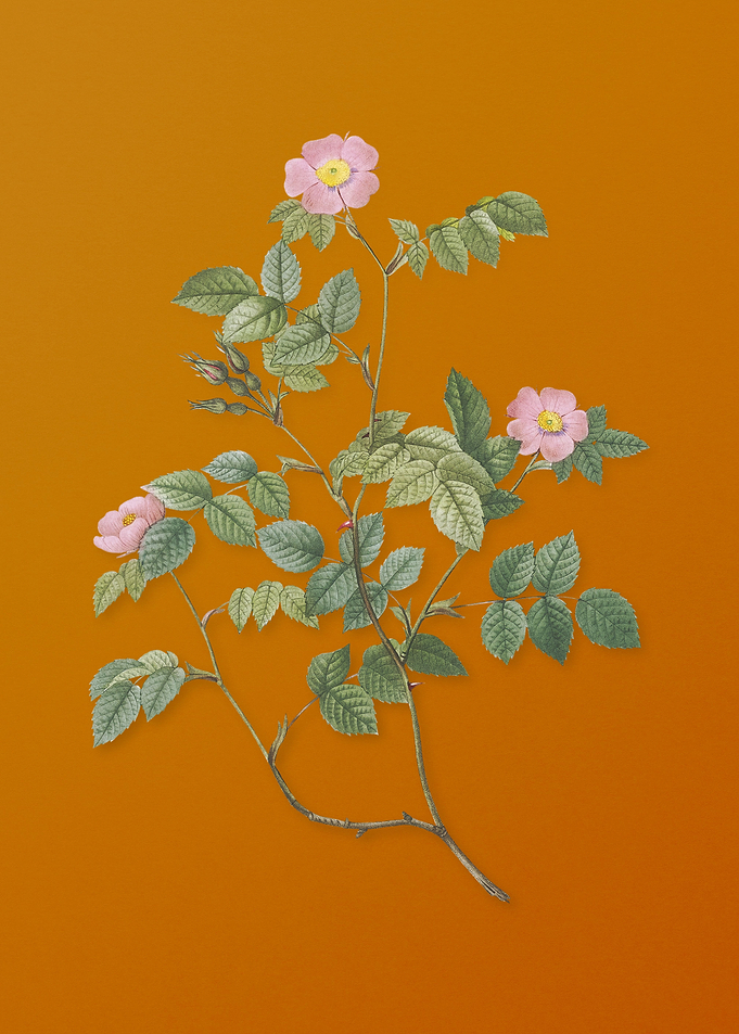 Vintage Sweetbriar Rose