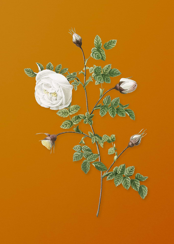 Silver Flower Hispid Rose