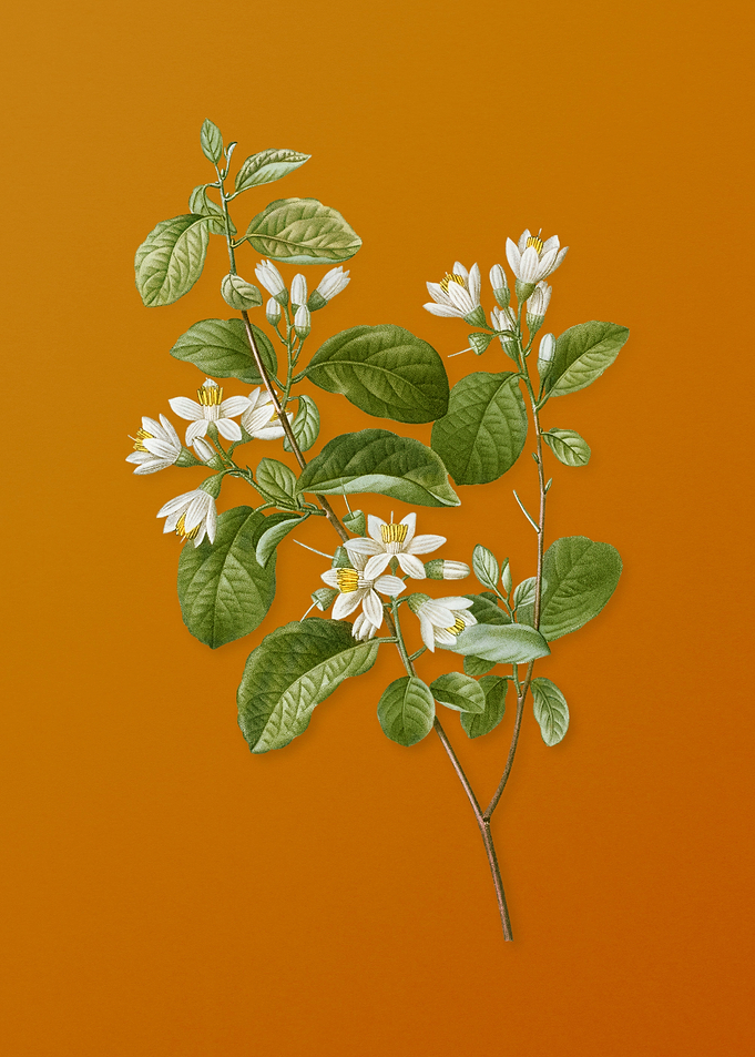 Vintage Snowdrop Bush