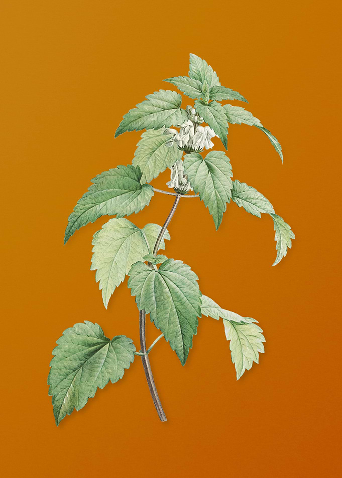 White Dead Nettle Plant