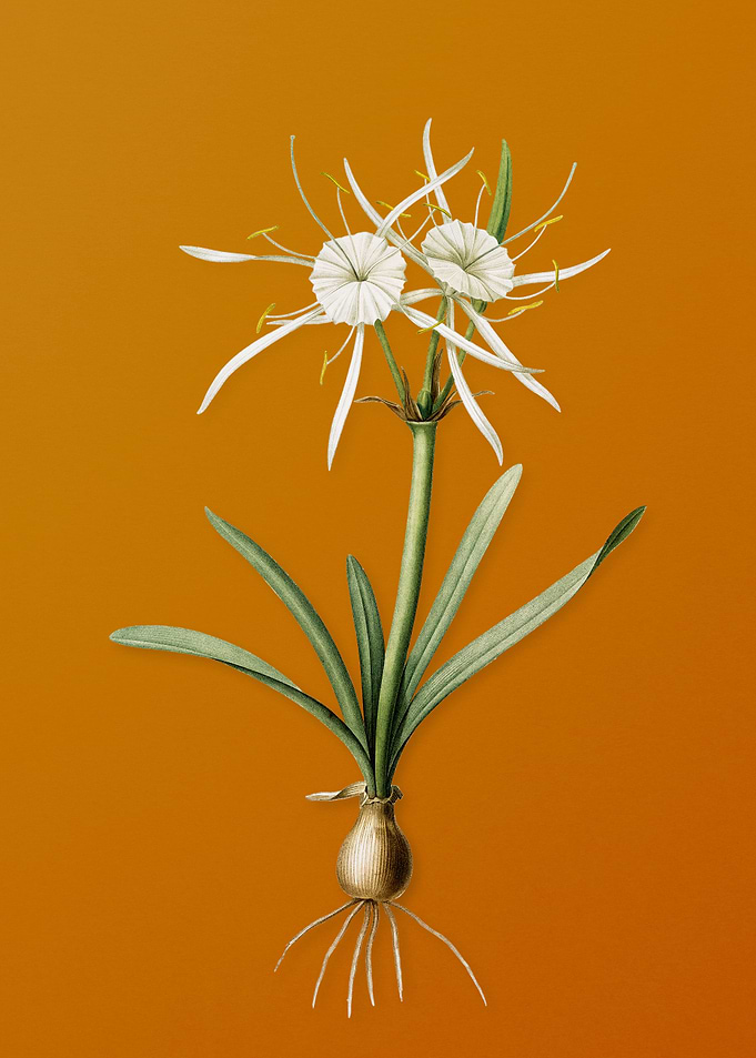 Streambank Spiderlily