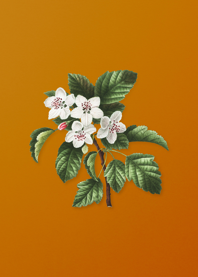 Vintage Sweet Crabapple