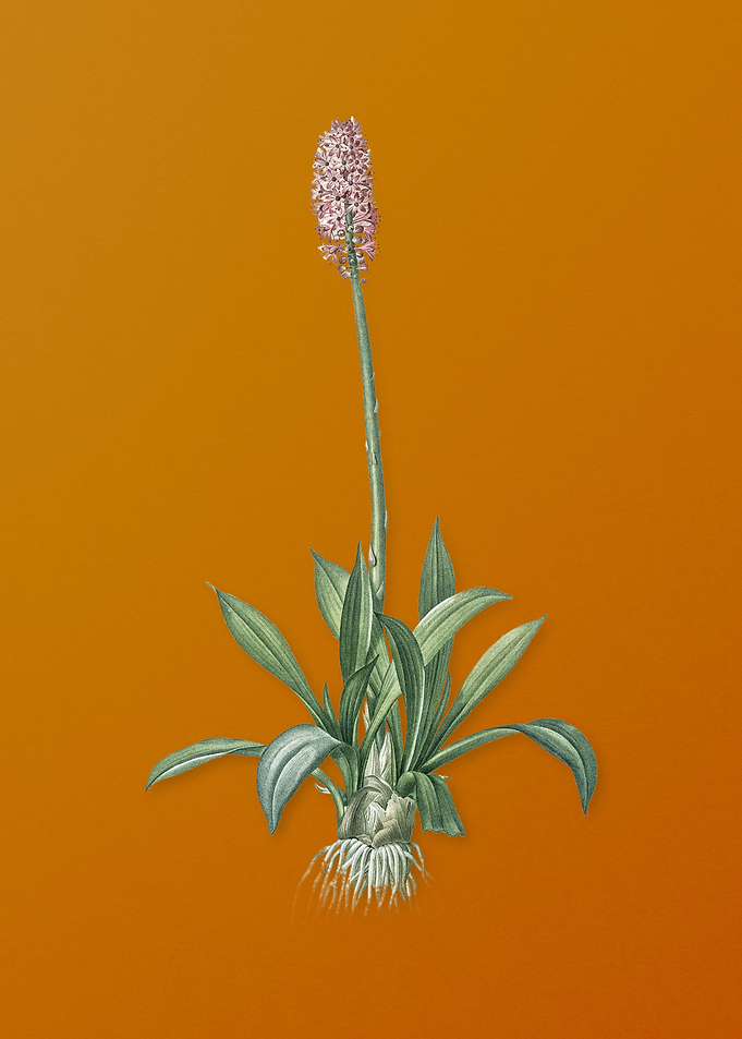 Vintage Swamp Pink Flower