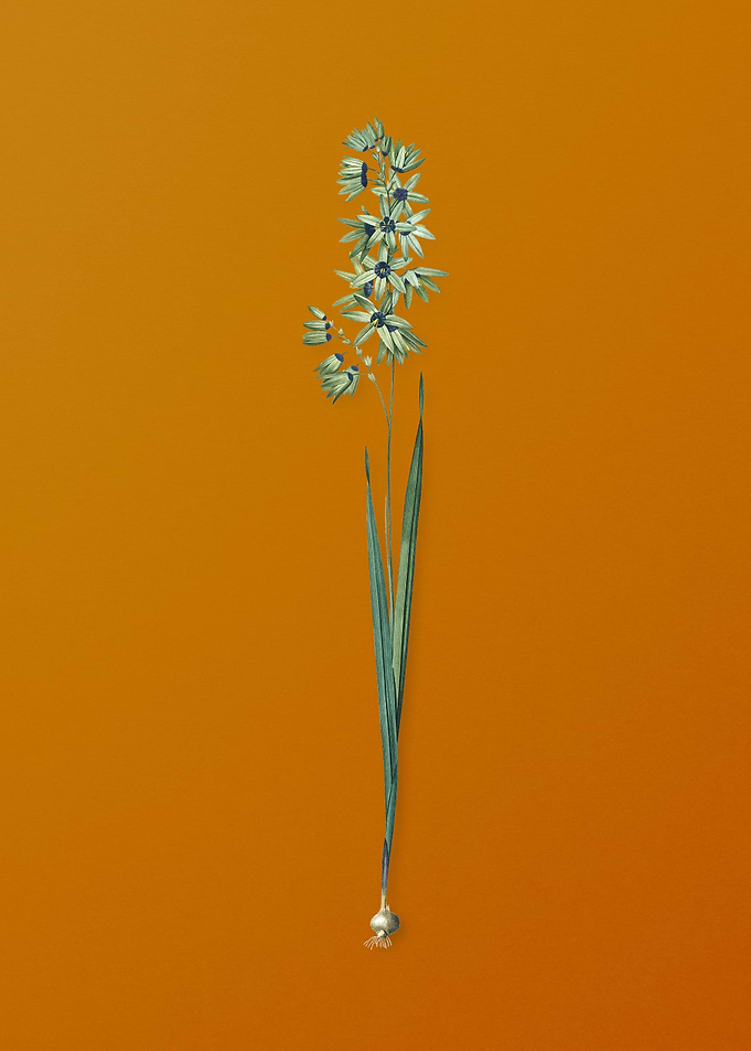 Vintage Turquoise Ixia
