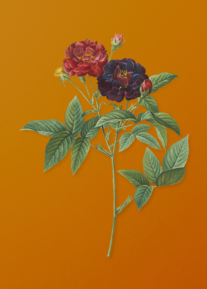 Vintage Van Eeden Rose