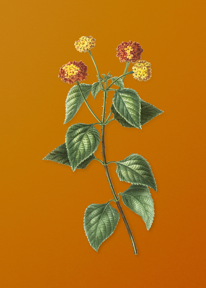 Vintage Tickberry Flower
