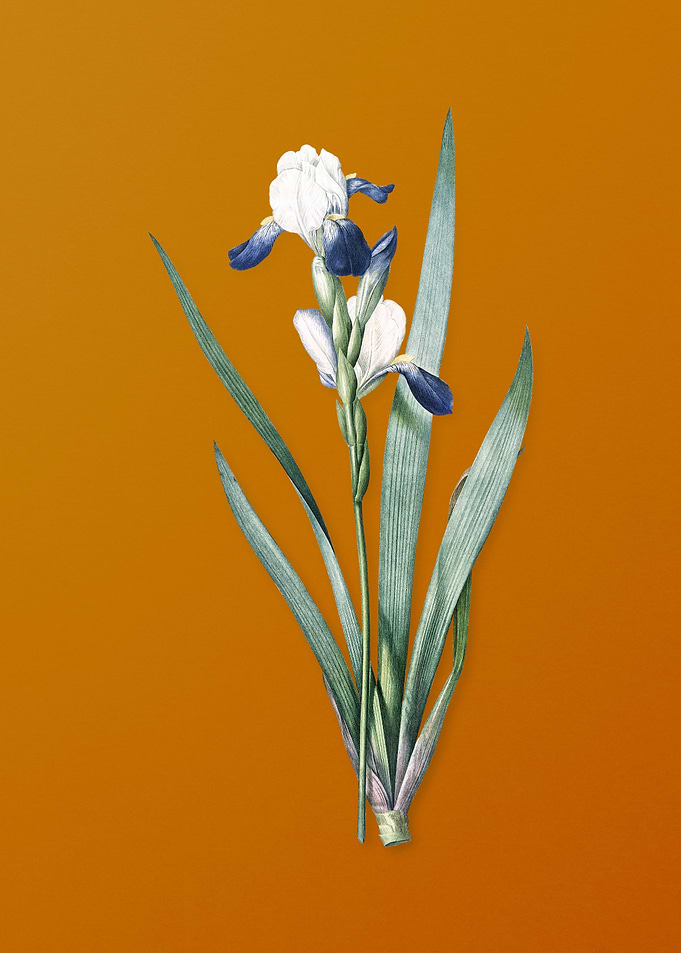 Vintage Tall Bearded Iris
