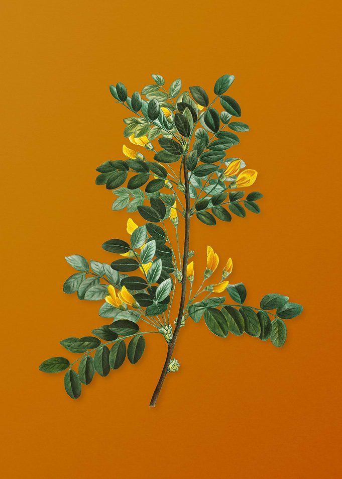 Vintage Siberian Pea Tree
