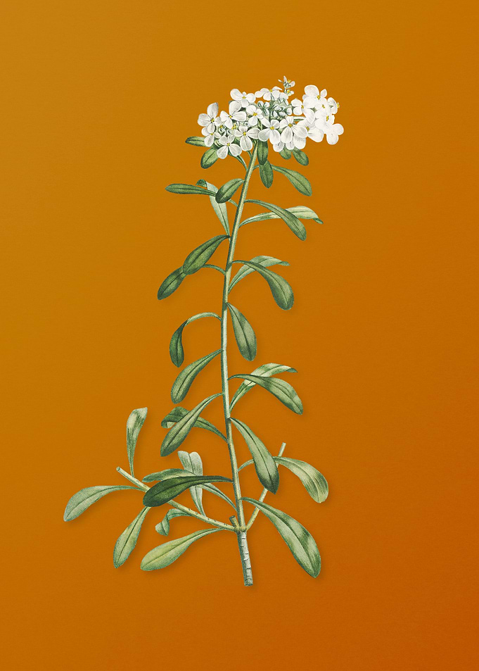 Small White Flowers Flower