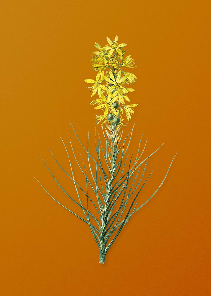 Vintage Yellow Asphodel