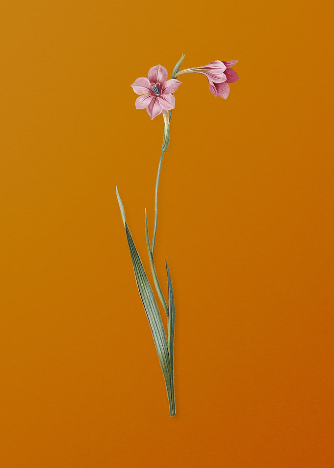 Vintage Sword Lily Flower