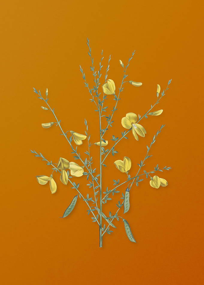 Yellow Broom Flowers