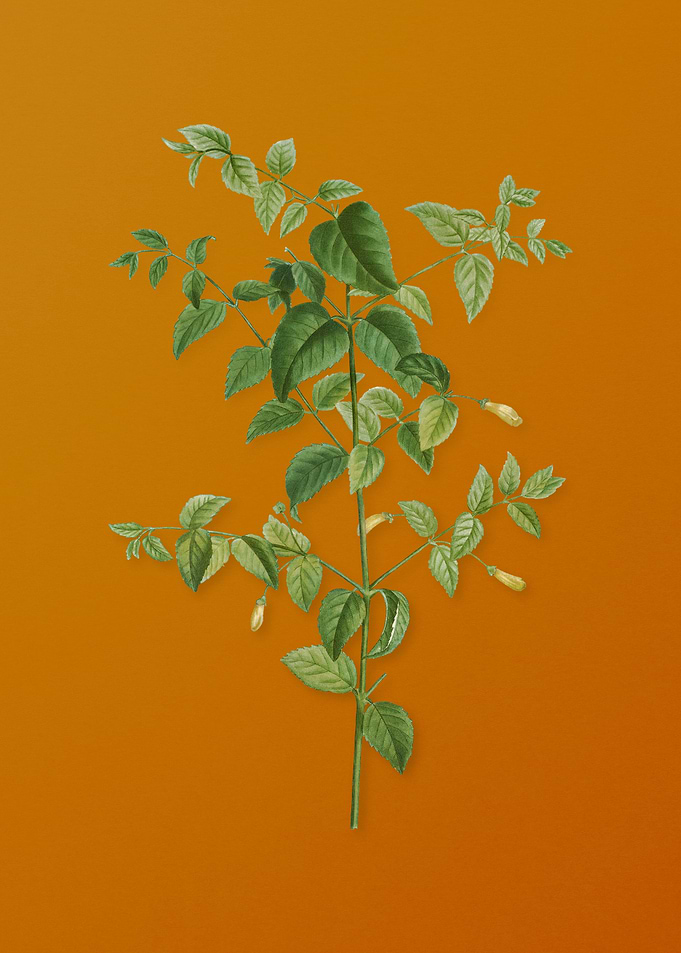 Vintage Tree Fuchsia