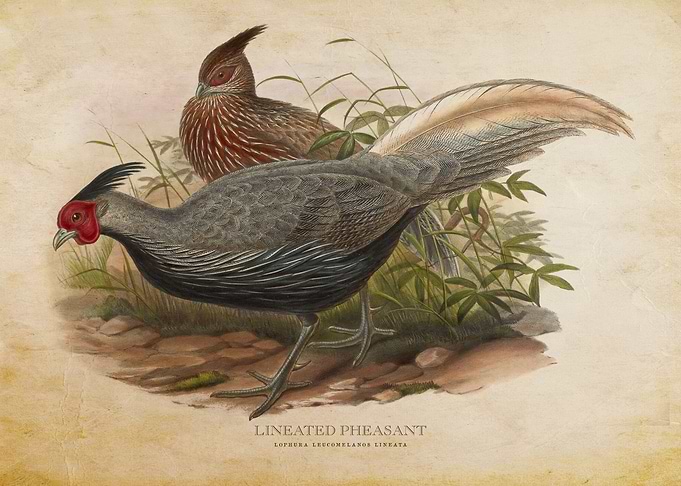 Lineated Pheasant