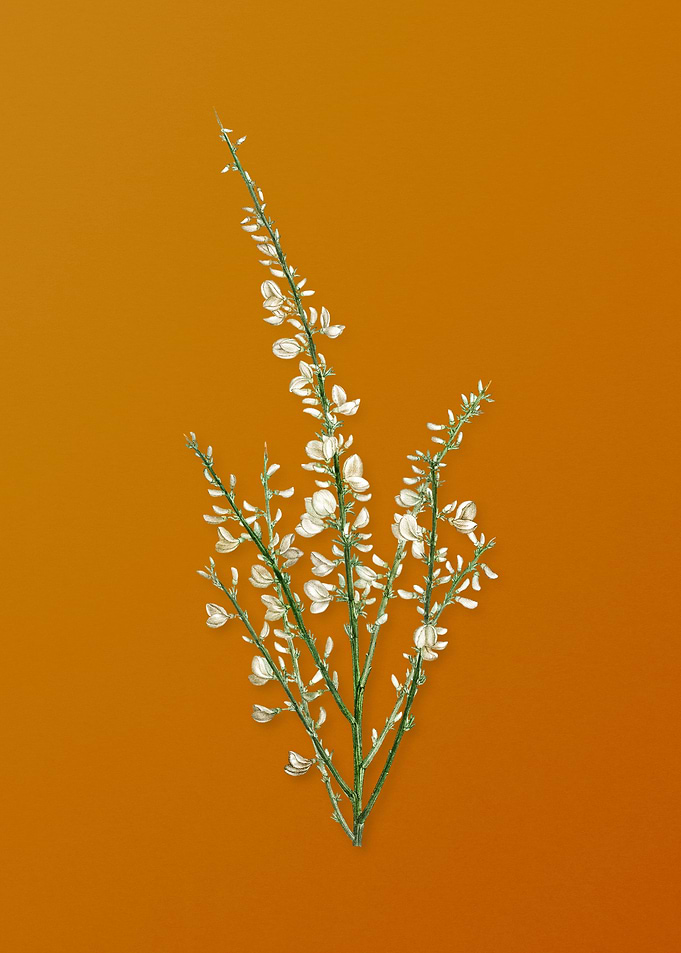 Vintage White Broom Flower