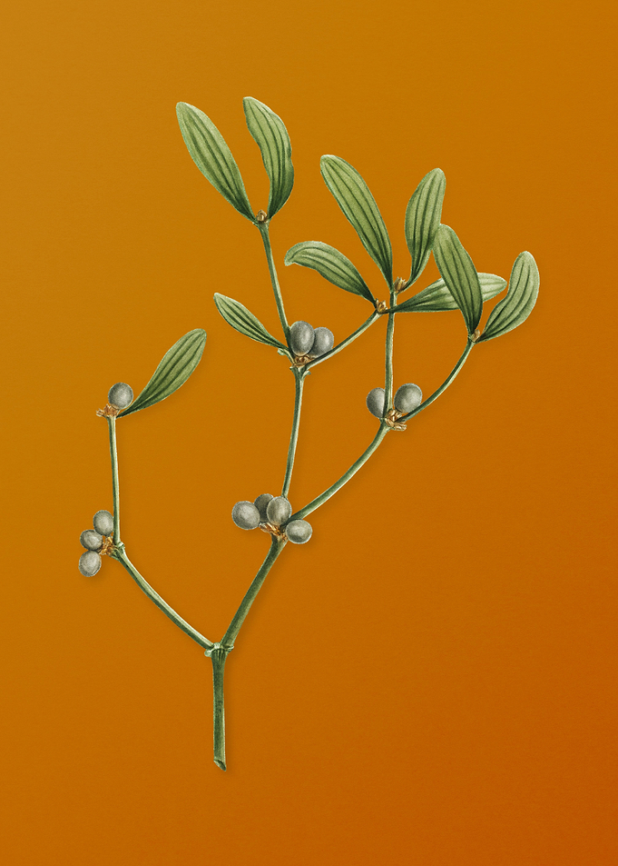 Viscum Album Branch Flower