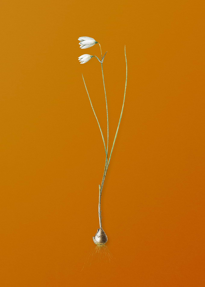 Vintage Snowbell Flower