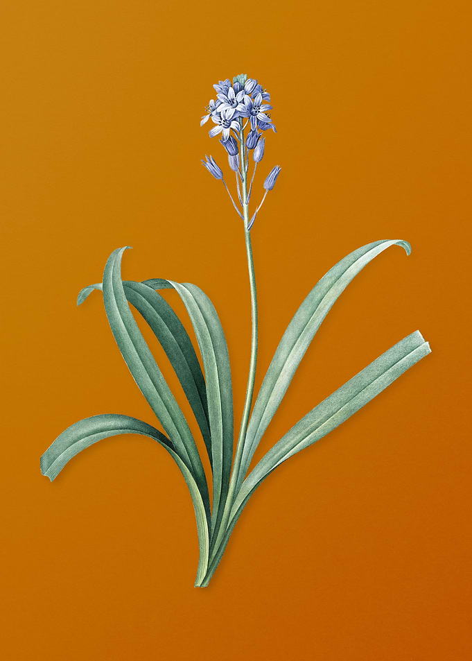 Vintage Spanish Bluebell