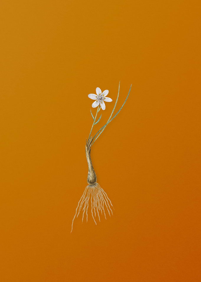 Vintage Snowdon Lily