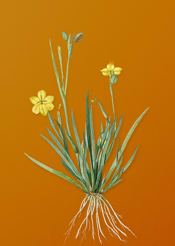 Vintage Yellow Eyed Grass