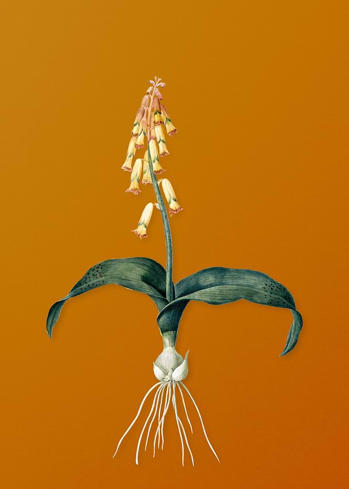 Vintage Watsonia Flower