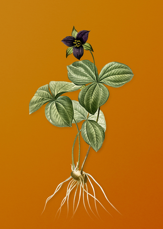 Trillium Rhomboideum