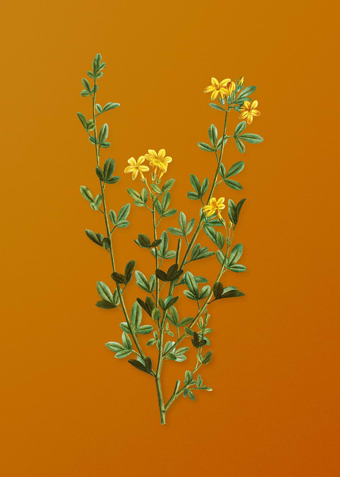 Yellow Jasmine Flowers