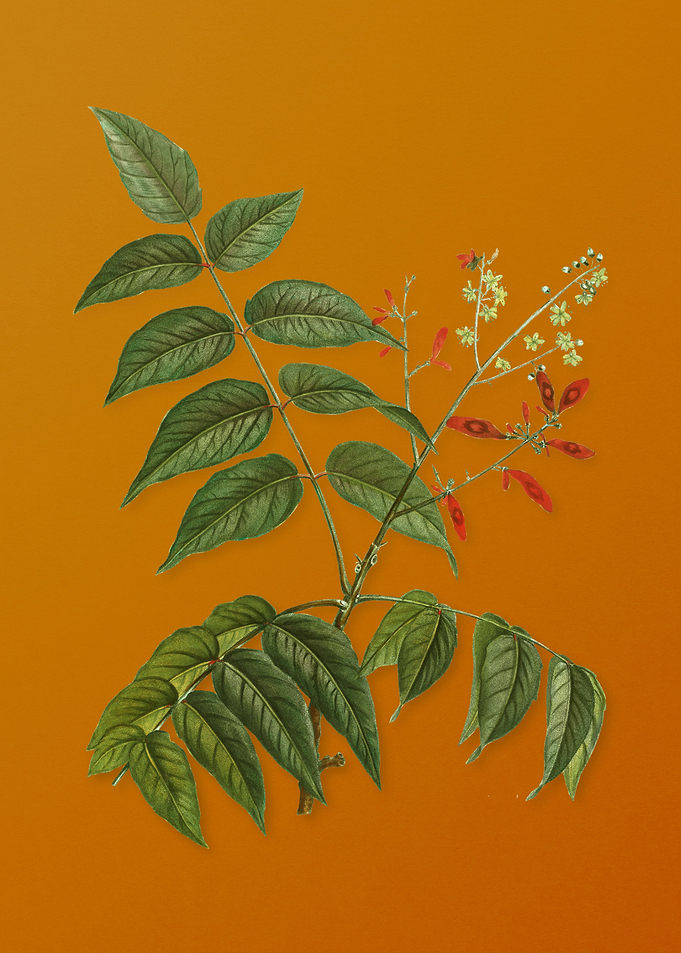 Vintage Tree of Heaven