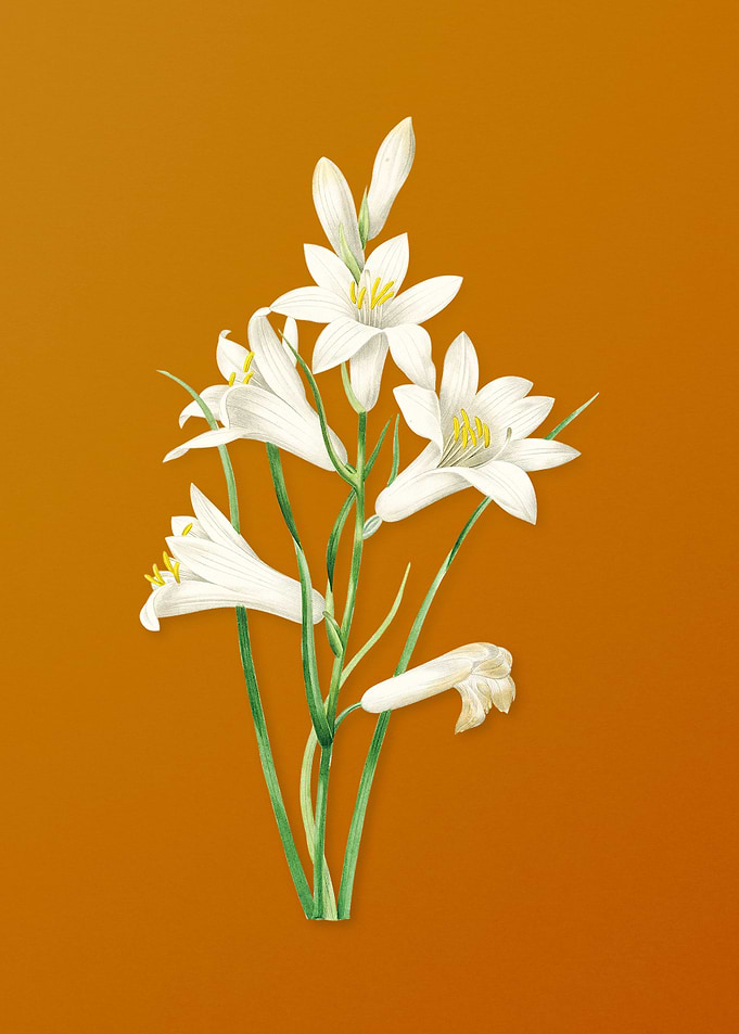 Vintage St Brunos Lily