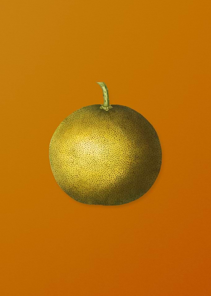 Vintage Adams Apple Fruit