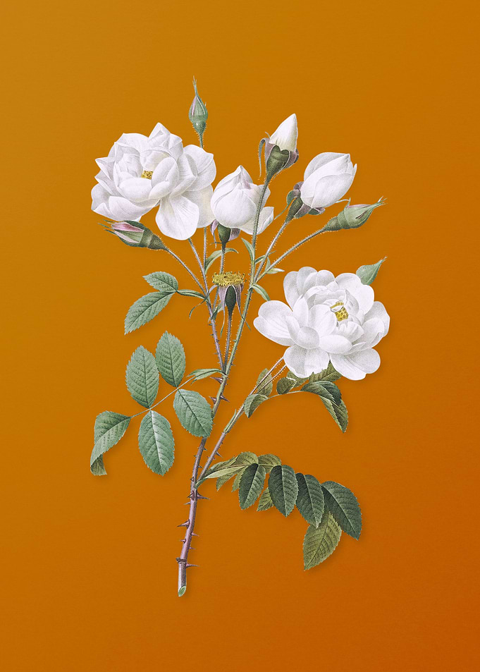 Vintage White Rose Flower
