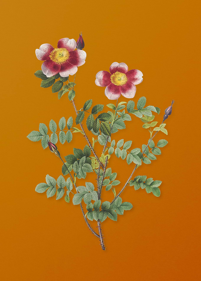 Variegated Burnet Rose