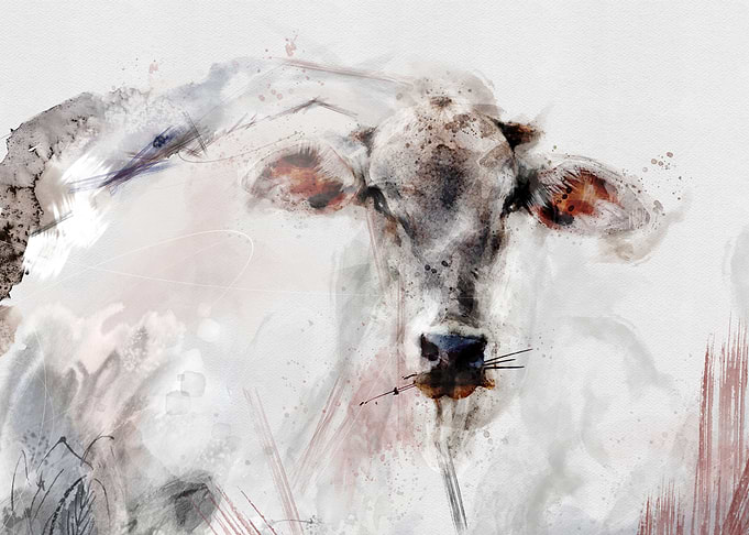 The Ox Portrait