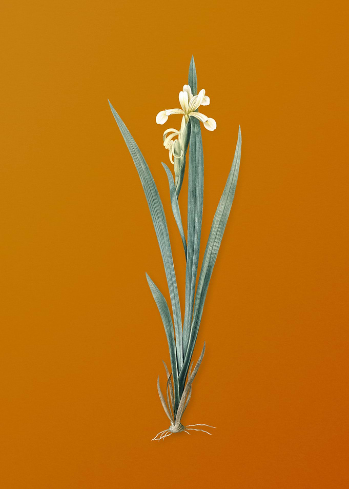 Vintage Yellow Banded Iris