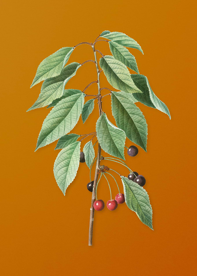 Vintage Wild Cherry Flower