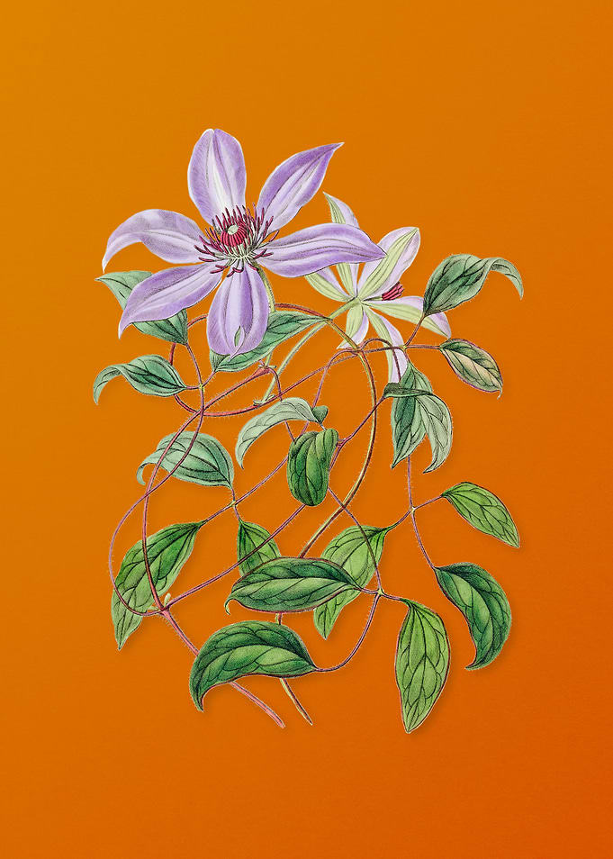 Violet Clematis Flower