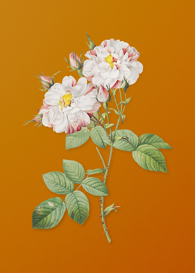 Vintage White Damask Rose