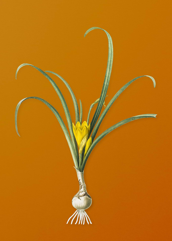 Yellow Autumn Crocus