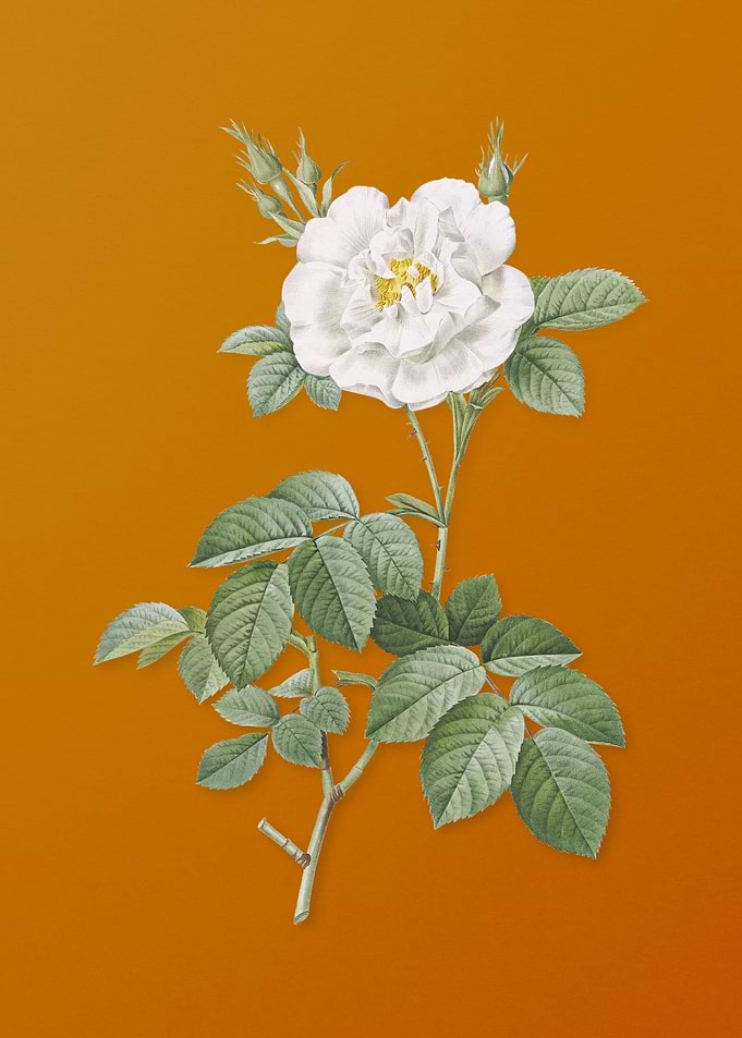 Vintage White Rose Flower