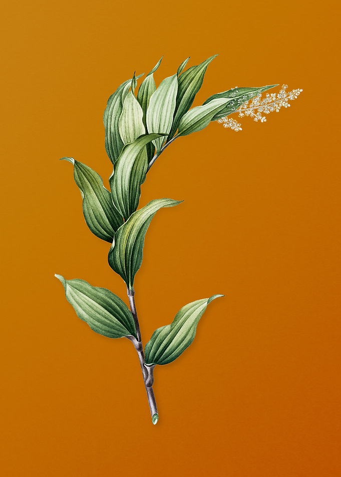 Vintage Treacleberry