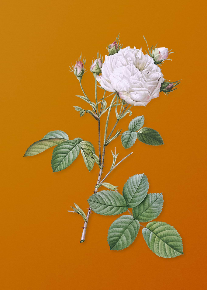 White Provence Rose Flower