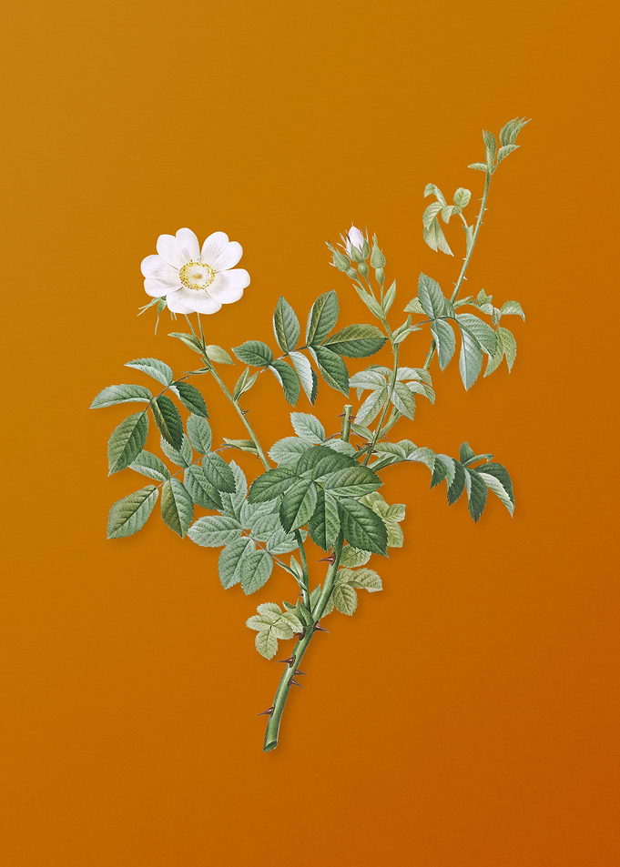 Vintage White Downy Rose