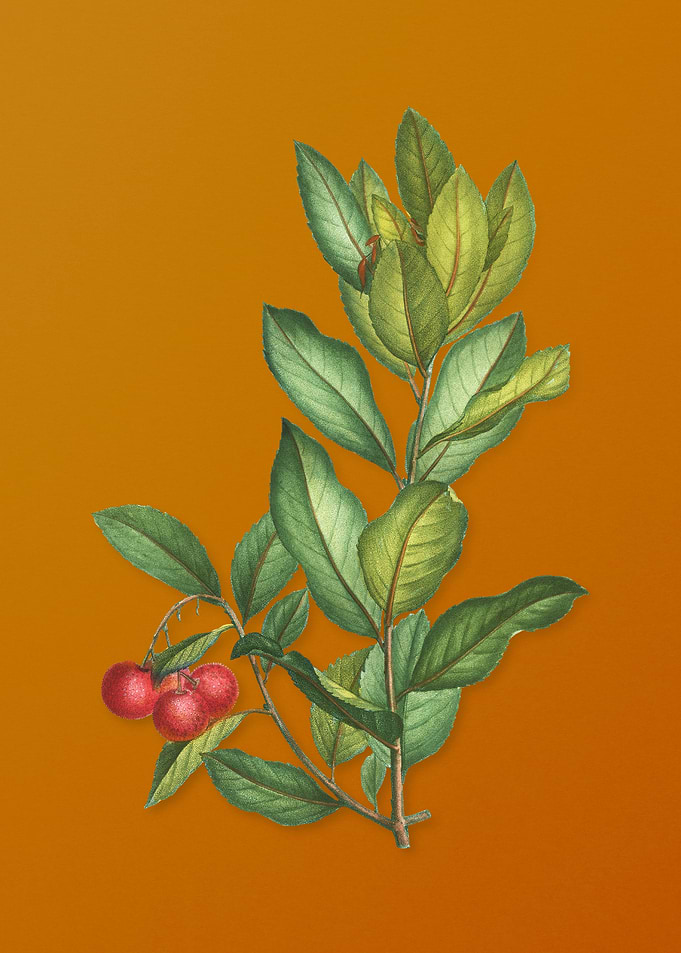 Strawberry Tree Branch
